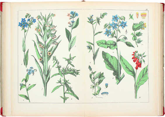 Шуберт Г.Г. Ботанический атлас Шуберта как вспомогательное дополнение ко всякому учебному руководству... СПб., 1887.